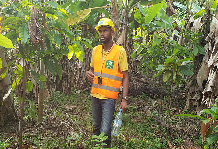 Descente pour diagnostic d une plantation de bananier plantain associé au cacao. Mbam et kim village Guervoum