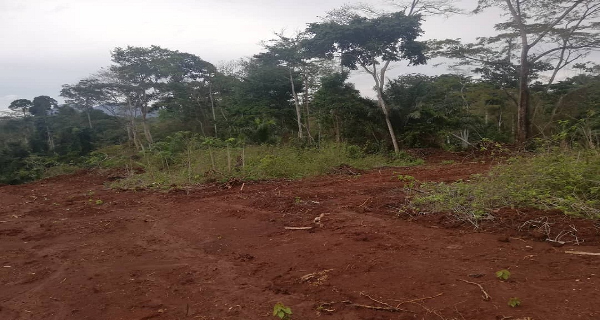 Plus de deux hectares de terrain  disponible a  Nouma  aux environs de Yaounde Nkolbisson  