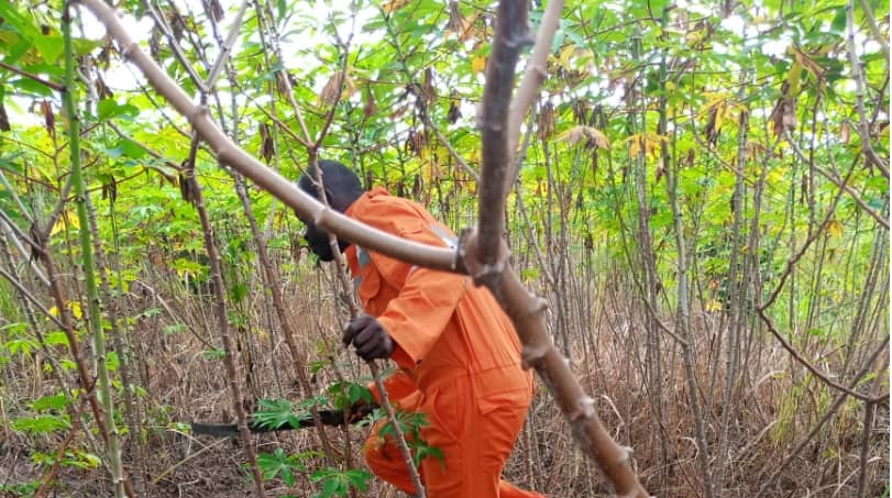 Environ un hectare de manioc en vente ( tubercules ) a Balamba ( Centre Cameroun ) 