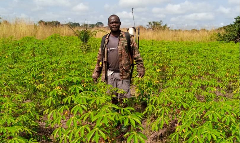 Environ un hectare de manioc en v
