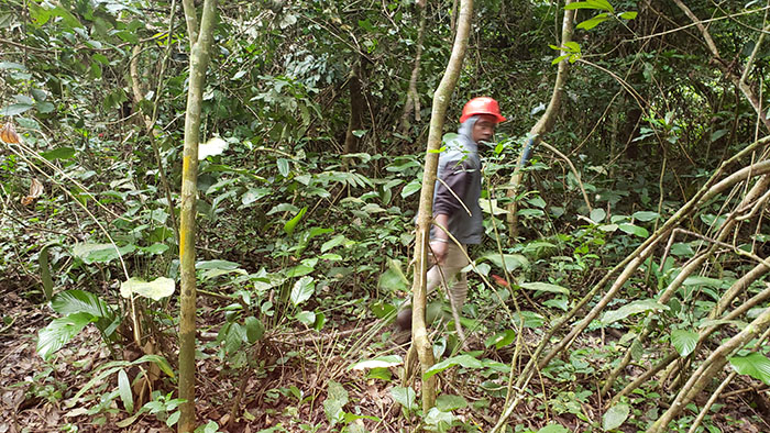 AGPA Sarl dans le Mbam et Kim pour  suivi de l’abattage de 33 hectares de forêt vierge ;